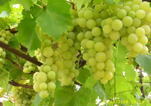 1. Снимка на Продавам грозде сорт Мускат Отонел