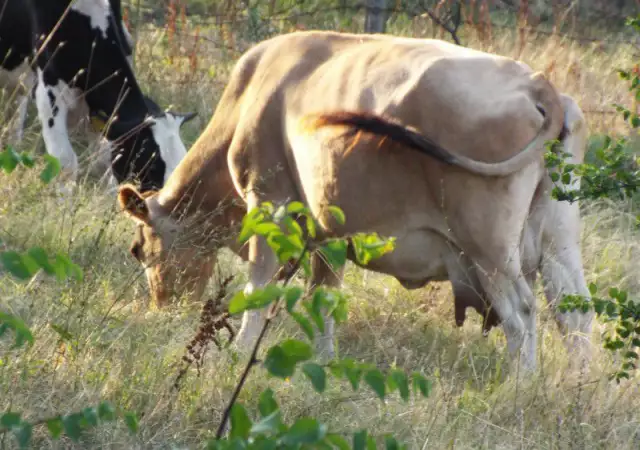 1. Снимка на млечни крави и юници за продажба