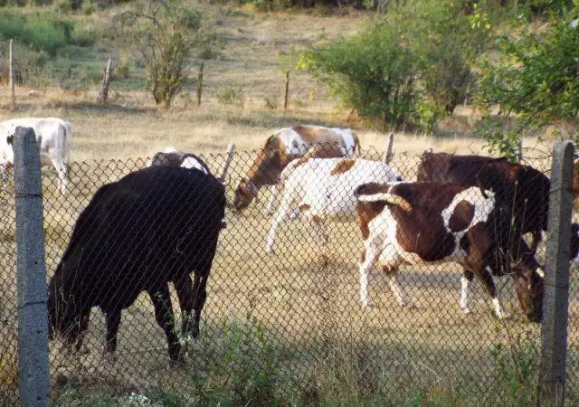 2. Снимка на млечни крави и юници за продажба
