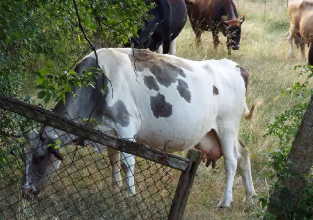3. Снимка на млечни крави и юници за продажба