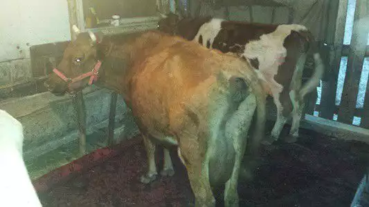 2. Снимка на продавам 5 крави с млечни. - 1 200 лв