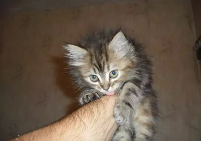 1. Снимка на персииски котета