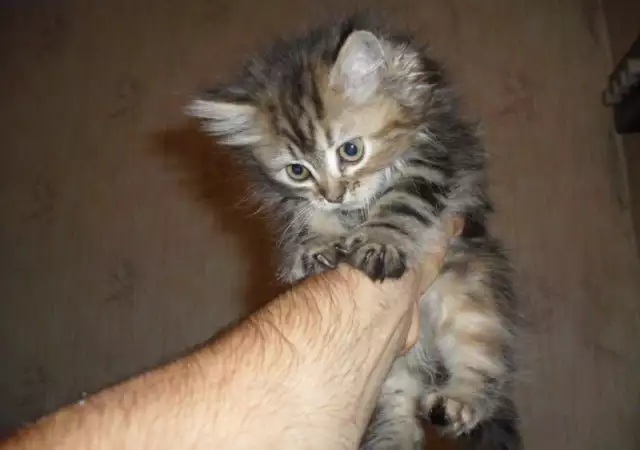 2. Снимка на персииски котета