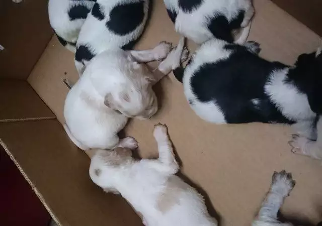 3. Снимка на Продавам малки кученца порода Бретански шпаньол