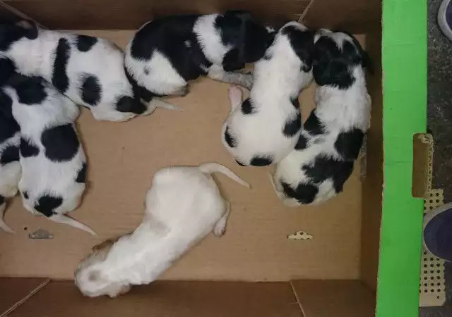 5. Снимка на Продавам малки кученца порода Бретански шпаньол