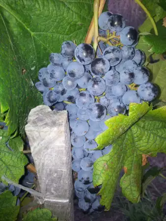 1. Снимка на Продавам грозде сорт Мерло и Каберне реколта 2015