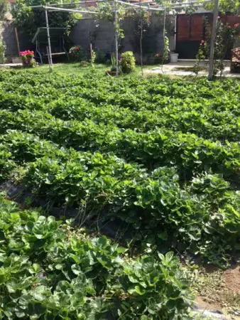 1. Снимка на Продавам пресен разсад за ягоди Нова Горея