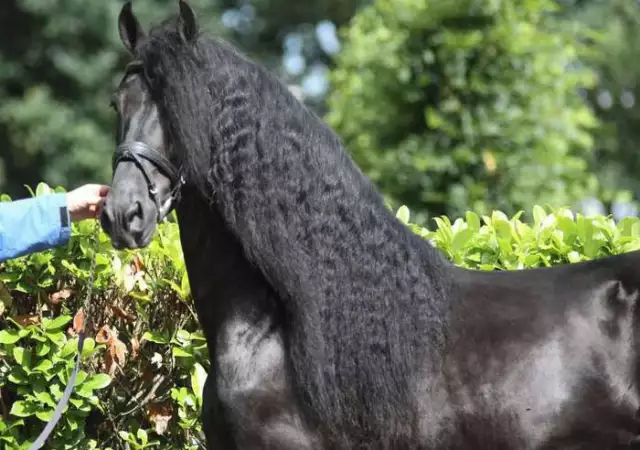 1. Снимка на Изключителни осиновявания, красива Фризийски кон за осиновяв