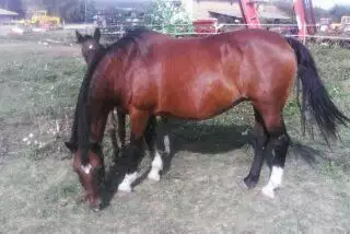 1. Снимка на Продавам кобила с конче