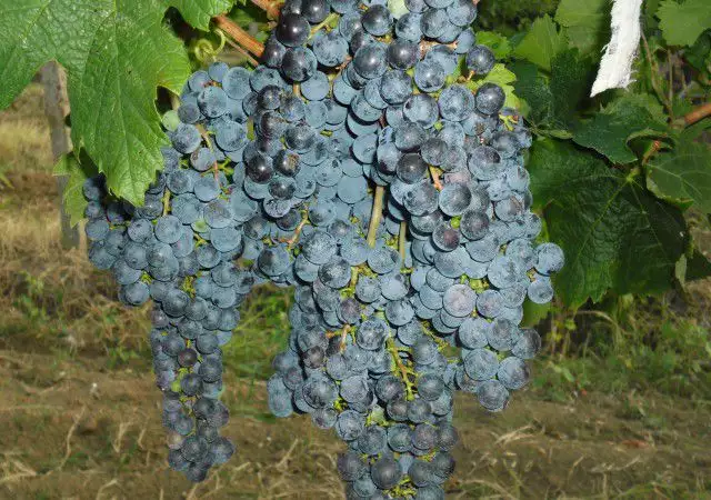 1. Снимка на продавам грозде мерло село стамболово област хасково