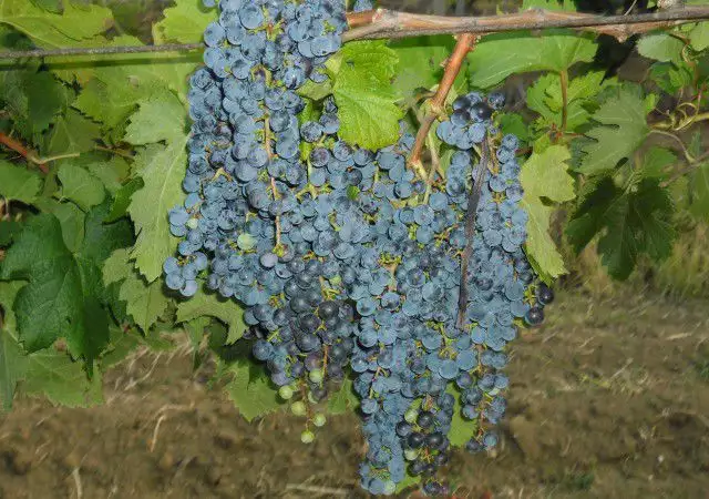 3. Снимка на продавам грозде мерло село стамболово област хасково