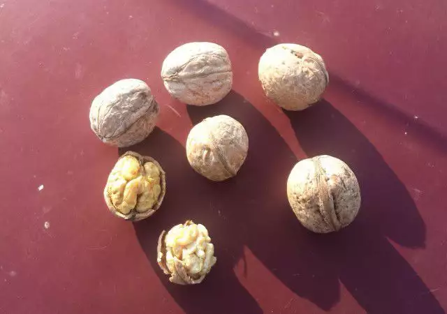 3. Снимка на орехи на черупка