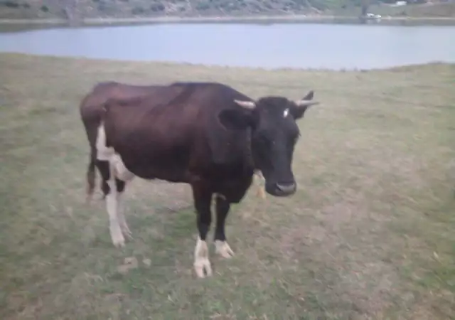 1. Снимка на Продавам крави