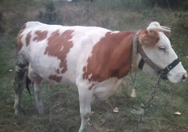 2. Снимка на Продавам крави