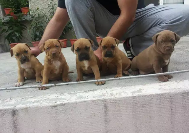 2. Снимка на PIT BULL gangs