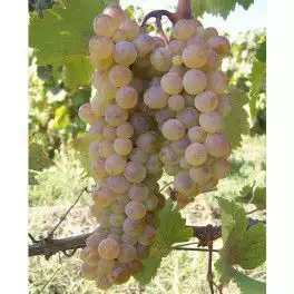 1. Снимка на Продавам бяло грозде ракацители