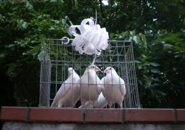 5. Снимка на Бели гълъби за сватби, абитуриентски балове и тържества