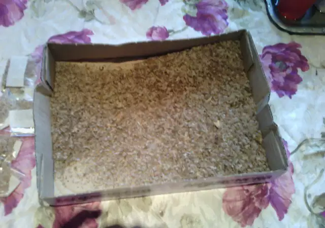 1. Снимка на Продавам семена Пауловния Томентоса.