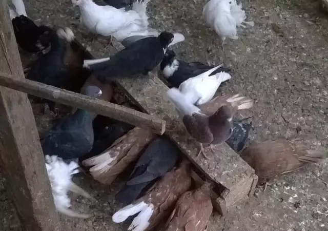 Шуменски гълъби