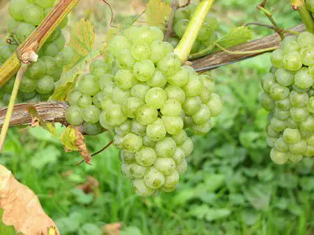 1. Снимка на Профавам грозде регион Мелник