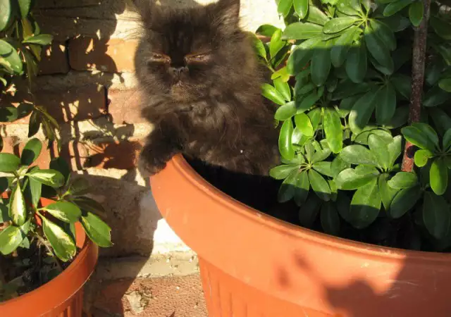 3. Снимка на Продавам персийско коте