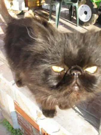 9. Снимка на Продавам персийско коте