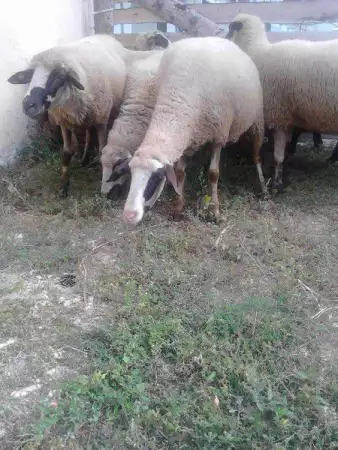 2. Снимка на Продавам овце