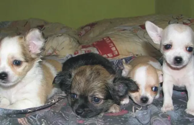 3. Снимка на ЧИ ХУА ХУА дълго - космести - продавам малки кученца с най - ви