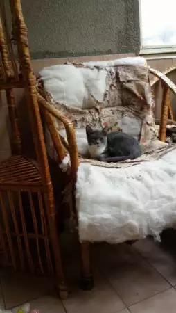 Две малки сладки котенца търсят стопани