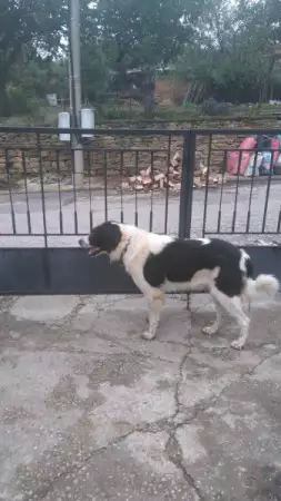 3. Снимка на кученца порода Българско овчарско куче