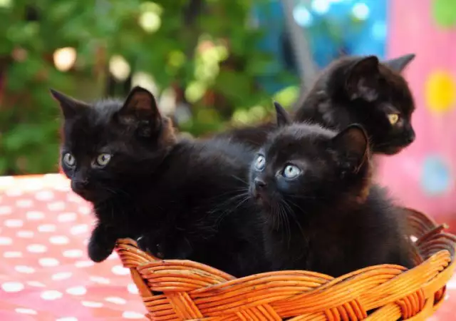 1. Снимка на Продавам малки черни котенца със зелени очи