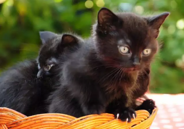 2. Снимка на Продавам малки черни котенца със зелени очи