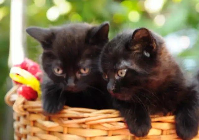 3. Снимка на Продавам малки черни котенца със зелени очи