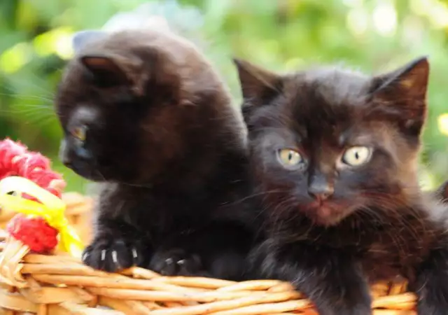 4. Снимка на Продавам малки черни котенца със зелени очи