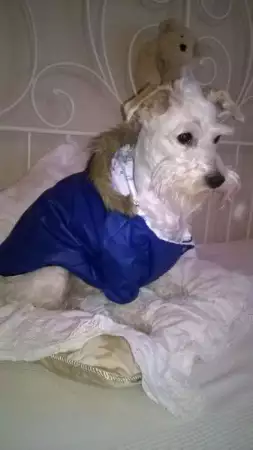 1. Снимка на Дрехи за кучета - зимни якета