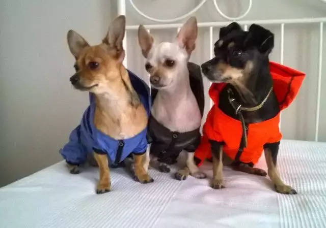1. Снимка на Дрехи за кучета - дъждобран