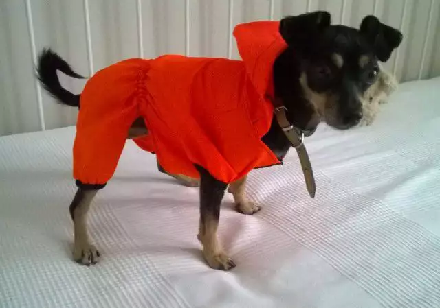 2. Снимка на Дрехи за кучета - дъждобран