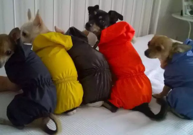3. Снимка на Дрехи за кучета - дъждобран