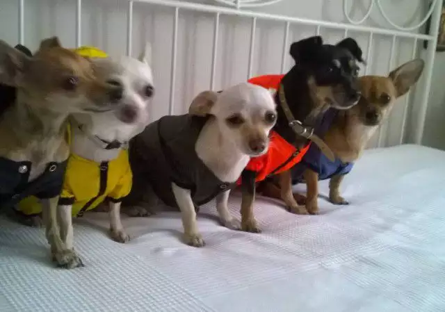 Дрехи за кучета - дъждобран