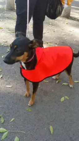 1. Снимка на Дрехи за кучета - дъждобран - перелина