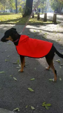 3. Снимка на Дрехи за кучета - дъждобран - перелина