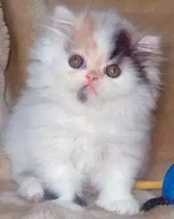 1. Снимка на персийски котета