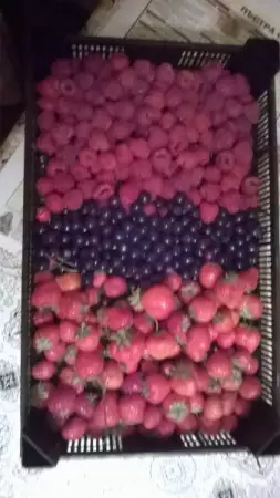 1. Снимка на продава елитен разсад ягоди и малини