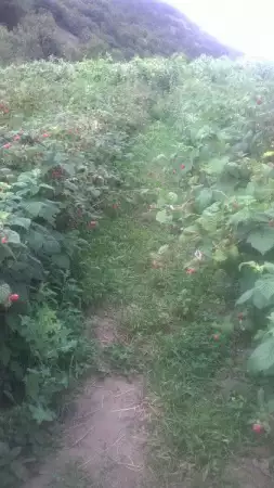 3. Снимка на продава елитен разсад ягоди и малини