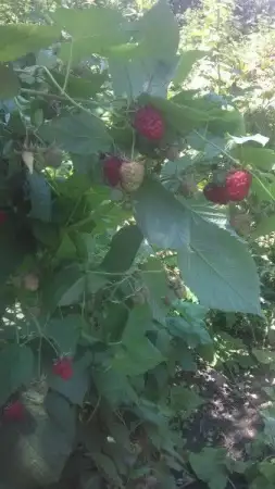 5. Снимка на продава елитен разсад ягоди и малини