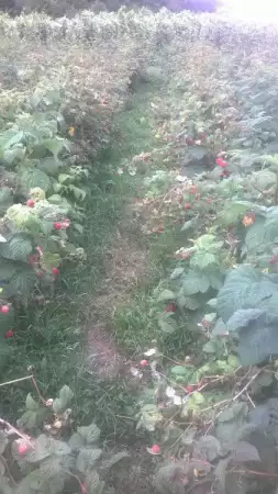 9. Снимка на продава елитен разсад ягоди и малини