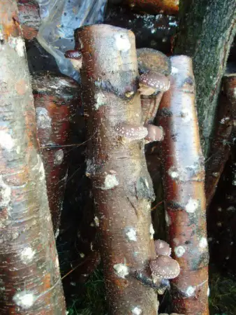 1. Снимка на Купувам дърва за огрев, цер и дъб в Ботевградския регион