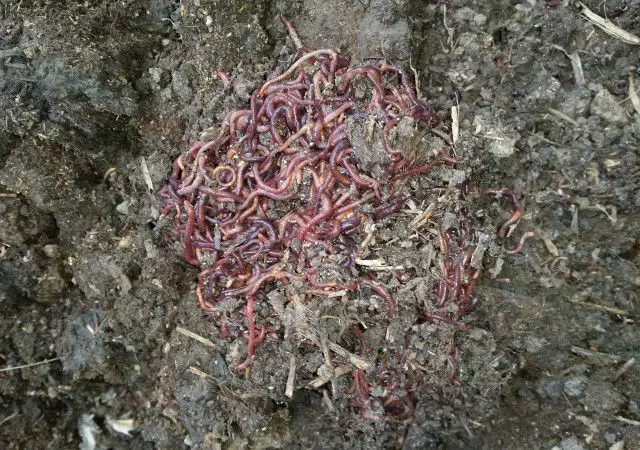 6. Снимка на Биохумус - Биотор от червени калифорнийски червей