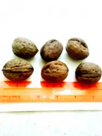 4. Снимка на Продавам на дребно еко градински орехи с черупка 3 - 4 - 5см.
