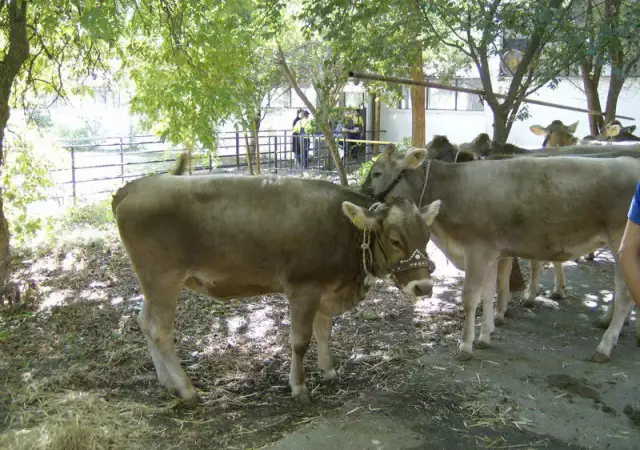 1. Снимка на продавам крави и телета